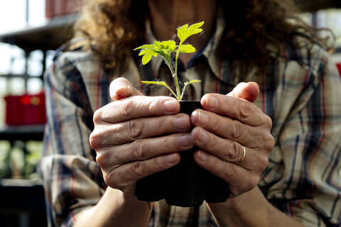 Mittelteil einer Landwirtin, die eine Biopflanze im Gewächshaus hält, lizenzfreies Stockfoto