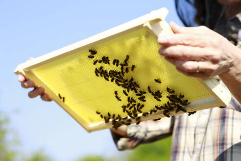 Mittelteil einer Frau, die an einem sonnigen Tag einen Bienenstock hält - FLLF00475