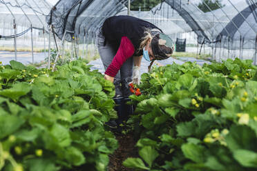Mature female farmer harvesting fresh strawberries at greenhouse - MCVF00335