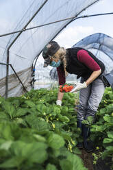 Ältere Landwirtin bei der Ernte von biologisch angebauten Erdbeeren im Gewächshaus - MCVF00336