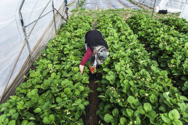 Woman harvesting fresh organic strawberries at greenhouse - MCVF00337