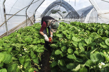 Mature female farmer bending over while harvesting strawberries at greenhouse - MCVF00338