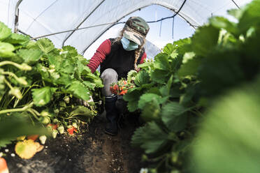 Woman crouching while harvesting organic strawberries at greenhouse - MCVF00339