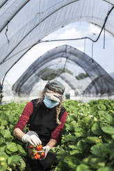 Woman wearing face mask while harvesting strawberries at greenhouse - MCVF00341