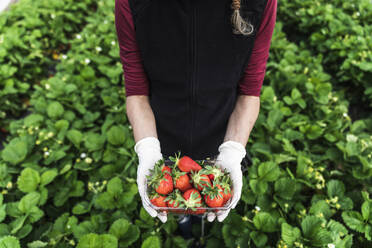 Frau hält Behälter mit frischen Bio-Erdbeeren im Gewächshaus - MCVF00342