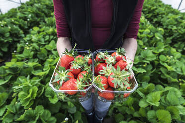 Female farmer holding fresh strawberries in containers at greenhouse - MCVF00345