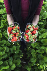 Female farmer holding fresh strawberries in containers at greenhouse - MCVF00346