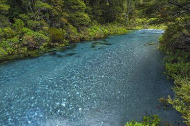 Neuseeland, Südland, Te Anau, Hollyford River, der durch einen üppigen Wald fließt - RUEF02858