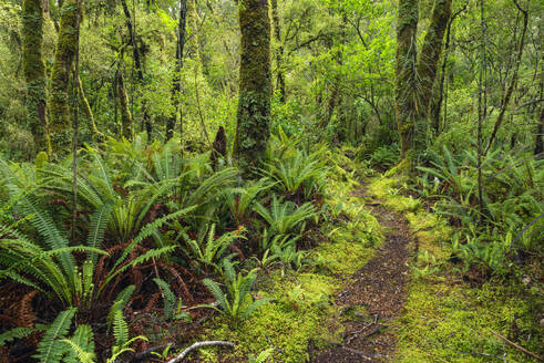 Neuseeland, Southland, Wanderweg im Regenwald des Tutoko-Tals - RUEF02861