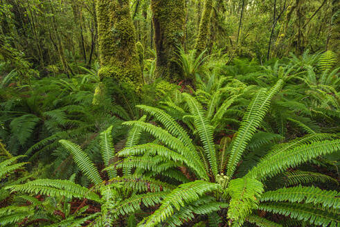 Neuseeland, Southland, Üppige Farne im Regenwald des Tutoko-Tals - RUEF02862
