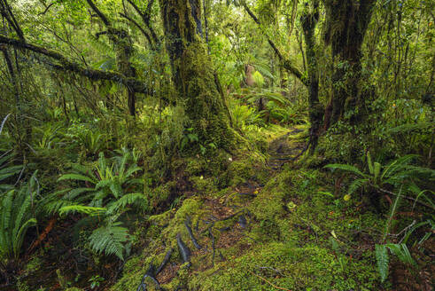 Neuseeland, Southland, Üppiger grüner Regenwald im Tutoko-Tal - RUEF02863