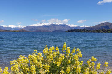 New Zealand, Otago, Wanaka, Yellow bush lupine (Lupinus arboreus) blooming on shore of Lake Wanaka - RUEF02877