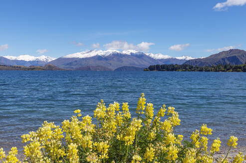 Neuseeland, Otago, Wanaka, Gelbe Buschlupine (Lupinus arboreus) blüht am Ufer des Lake Wanaka - RUEF02877