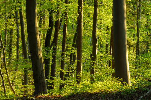 Germany, Bavaria, Vibrant green beech forest in spring - SIEF09837