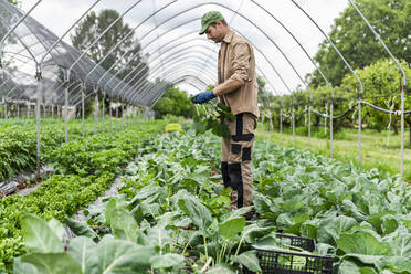 Organic farmer harvesting kohlrabi in greenhouse - MCVF00347