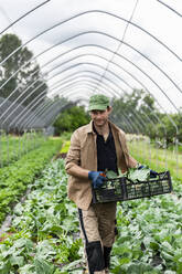 Organic farmer harvesting kohlrabi in greenhouse - MCVF00348