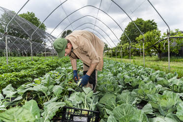 Organic farmer harvesting kohlrabi in greenhouse - MCVF00350