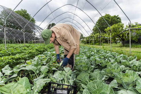 Biobauer erntet Kohlrabi im Gewächshaus - MCVF00350