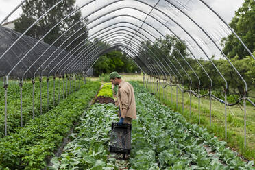 Organic farmer harvesting kohlrabi in greenhouse - MCVF00351