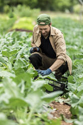 Organic farmer harvesting kohlrabi in greenhouse - MCVF00353