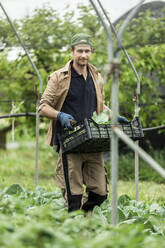 Organic farmer harvesting kohlrabi in greenhouse - MCVF00355