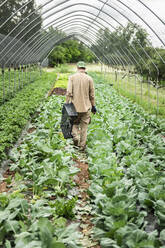 Organic farmer harvesting kohlrabi in greenhouse - MCVF00356