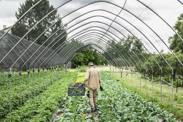 Organic farmer harvesting kohlrabi in greenhouse - MCVF00357