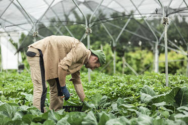 Organic farmer harvesting kohlrabi in greenhouse - MCVF00358