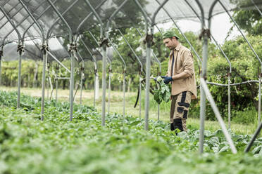 Organic farmer harvesting kohlrabi in greenhouse - MCVF00363