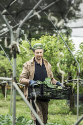 Biobauer erntet Kohlrabi im Gewächshaus - MCVF00364