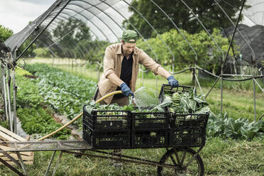 Biobauer wäscht geernteten Kohlrabi in Kisten - MCVF00365