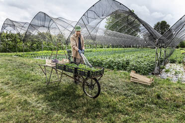 Landwirt wäscht Bio-Saisongemüse im Gewächshaus - MCVF00367