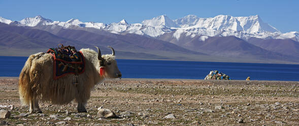 Weißes Yak vor dem Namtso-See in Tibet - CAVF81025