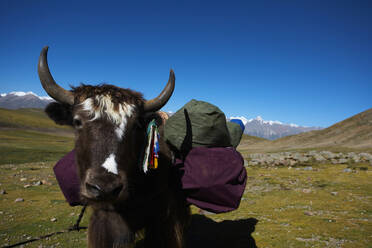 Tibetisches Yak beim Gepäcktransport auf einer Wandertour in Tibet - CAVF81032
