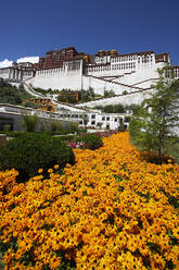 Gelbe Frühlingsblumen am Potala-Palast in Lhasa - CAVF81036