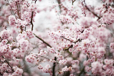 Nahaufnahme von Kirschblüten im Frühling - CAVF81132