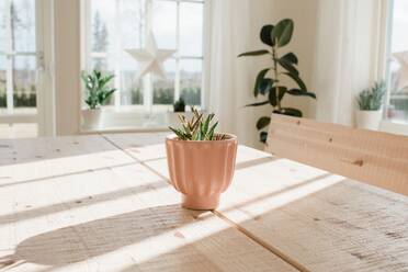 Kaktuspflanze auf einem Tisch zu Hause - CAVF81219