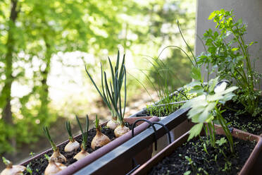 Walisische Zwiebeln (Allium fistulosum) und verschiedene Kräuter wachsen in einem kleinen Balkongarten - STBF00546