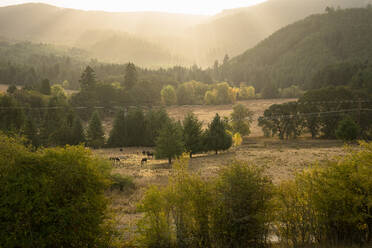 View of field of cows at sunrise with light beams - CAVF81336