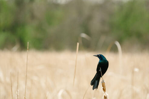 Side view of a common grackle perched on a cattail in a marsh - CAVF81348