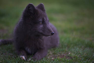 Polarfuchs in seinem Sommerfell - CAVF81467