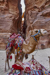 Colorfully styled camel at Al-Khazneh in Petra, Jordan - VEGF02278