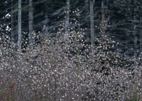 Blurred flock of bramblings (Fringilla montifringilla) flying above plants - BSTF00156
