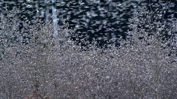 Blurred flock of bramblings (Fringilla montifringilla) flying above plants - BSTF00157