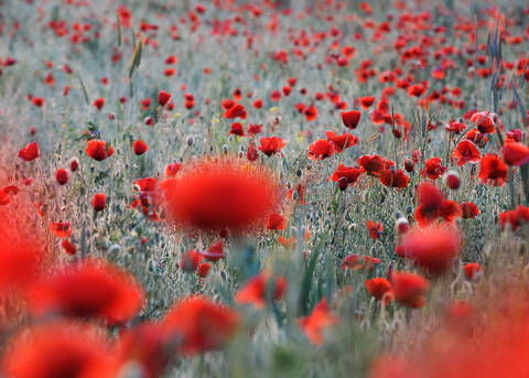 Feld mit Klatschmohn (Papaver rhoeas), lizenzfreies Stockfoto