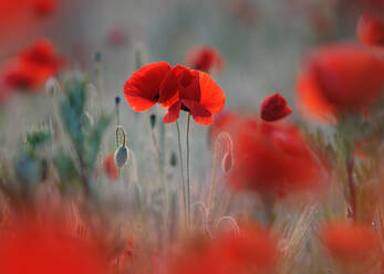 Feld mit Klatschmohn (Papaver rhoeas) - BSTF00160