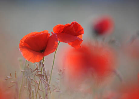 Close-up of corn poppies (Papaver rhoeas) - BSTF00161