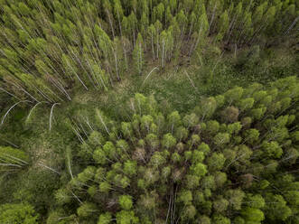 Russland, Gebiet Moskau, Luftaufnahme einer Lichtung in einem grünen Nadelwald - KNTF04620
