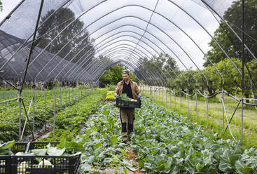 Organic farmer harvesting kohlrabi - MRAF00532