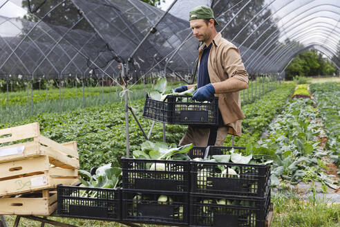 Biobauer mit geerntetem Kohlrabi im Karton - MRAF00533